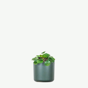 plants ecommerce product featured img 12